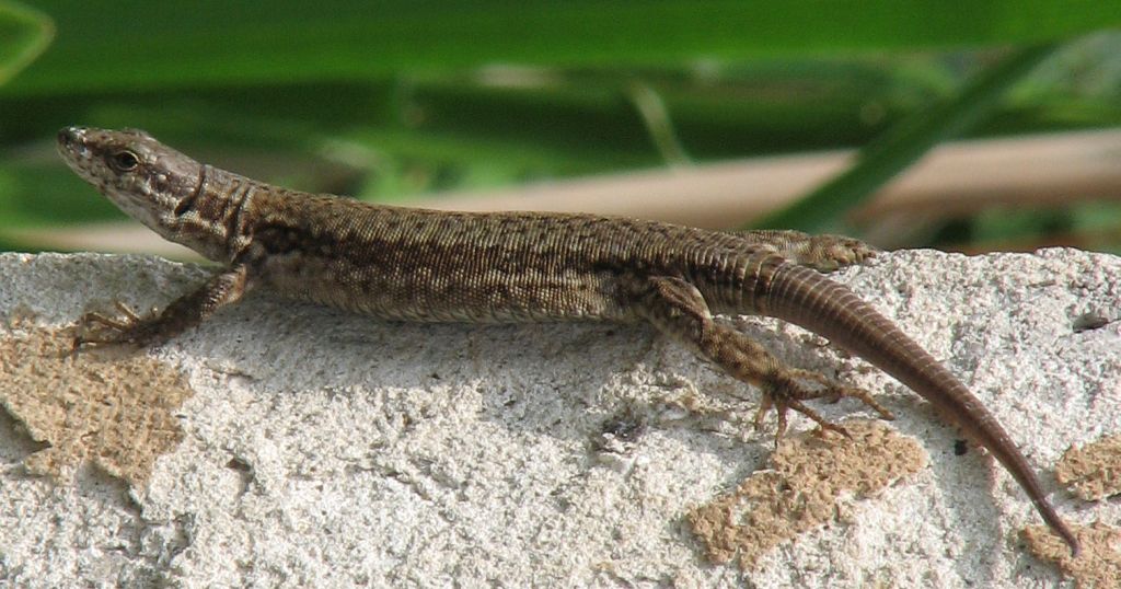 Podarcis muralis?